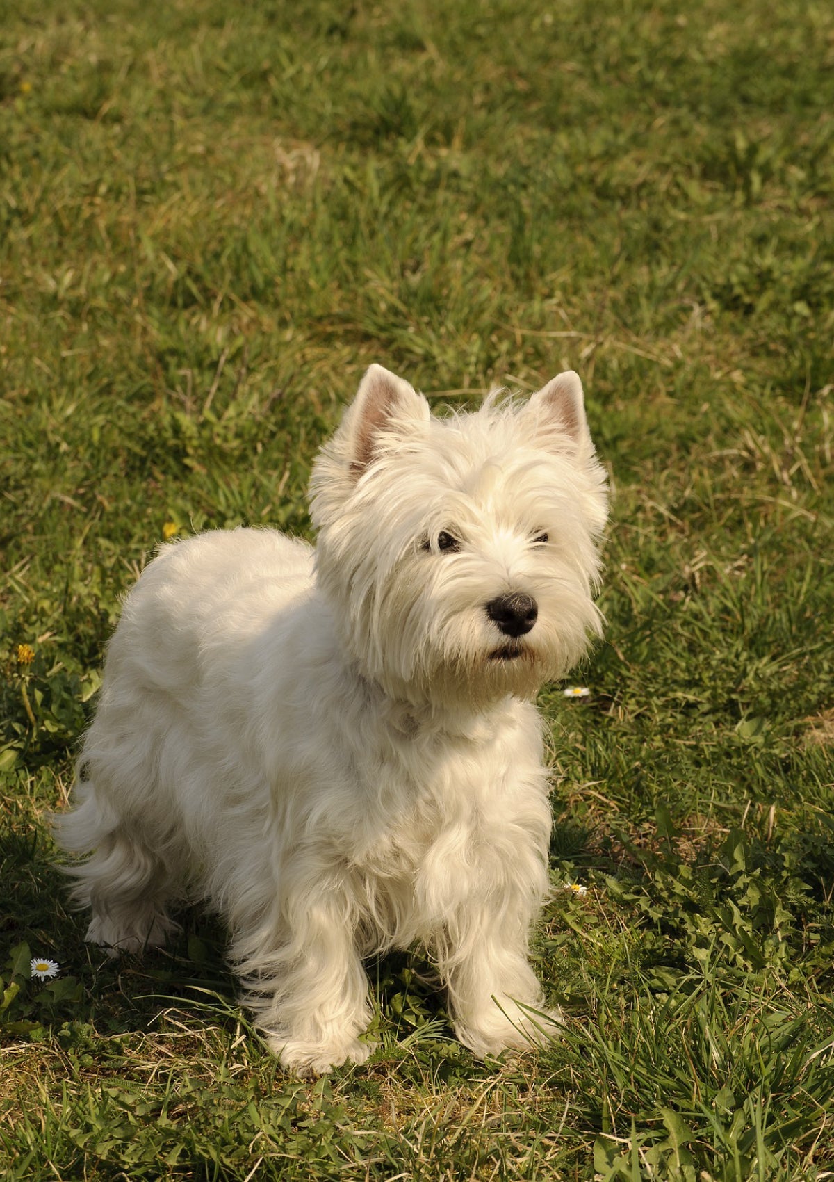 How to know if your dog has separation anxiety and how to support them