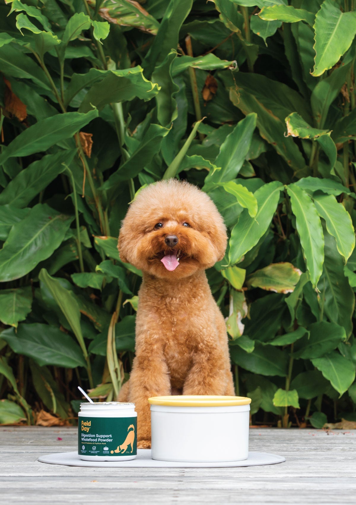 How do I know if my dog's poo is healthy?