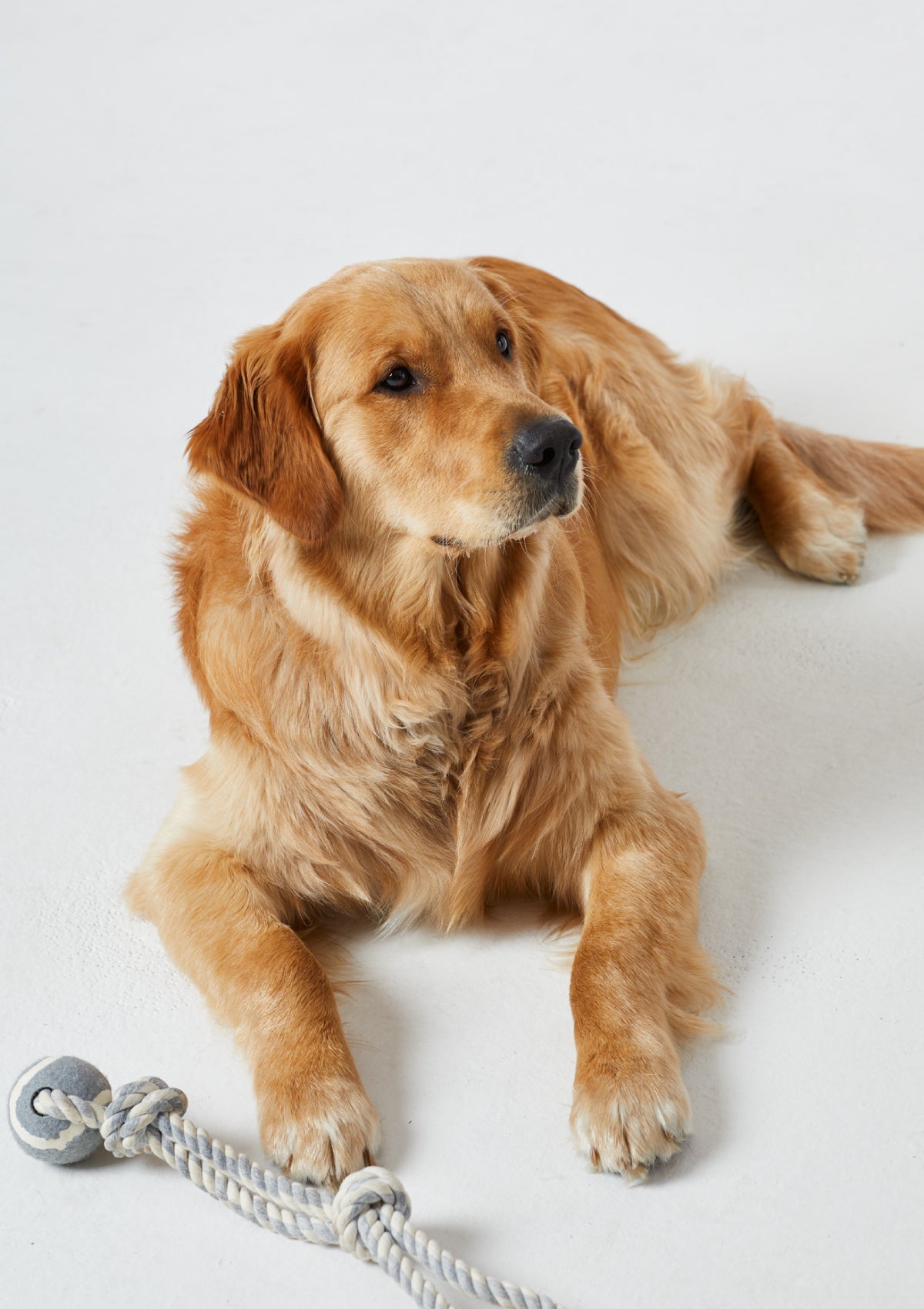 Field Day Dog Golden Retriever