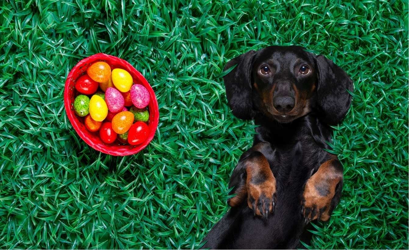 How to Keep your Pup Entertained this Holiday Weekend