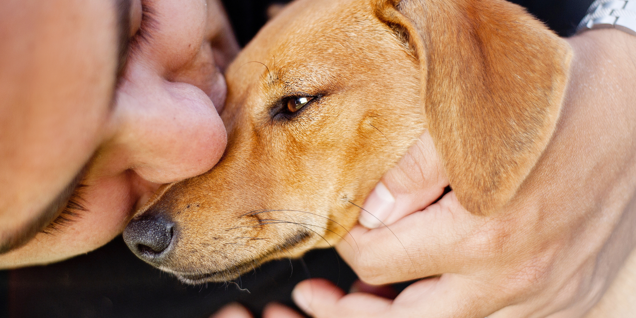 Top Signs Your Dog Might Be in Pain