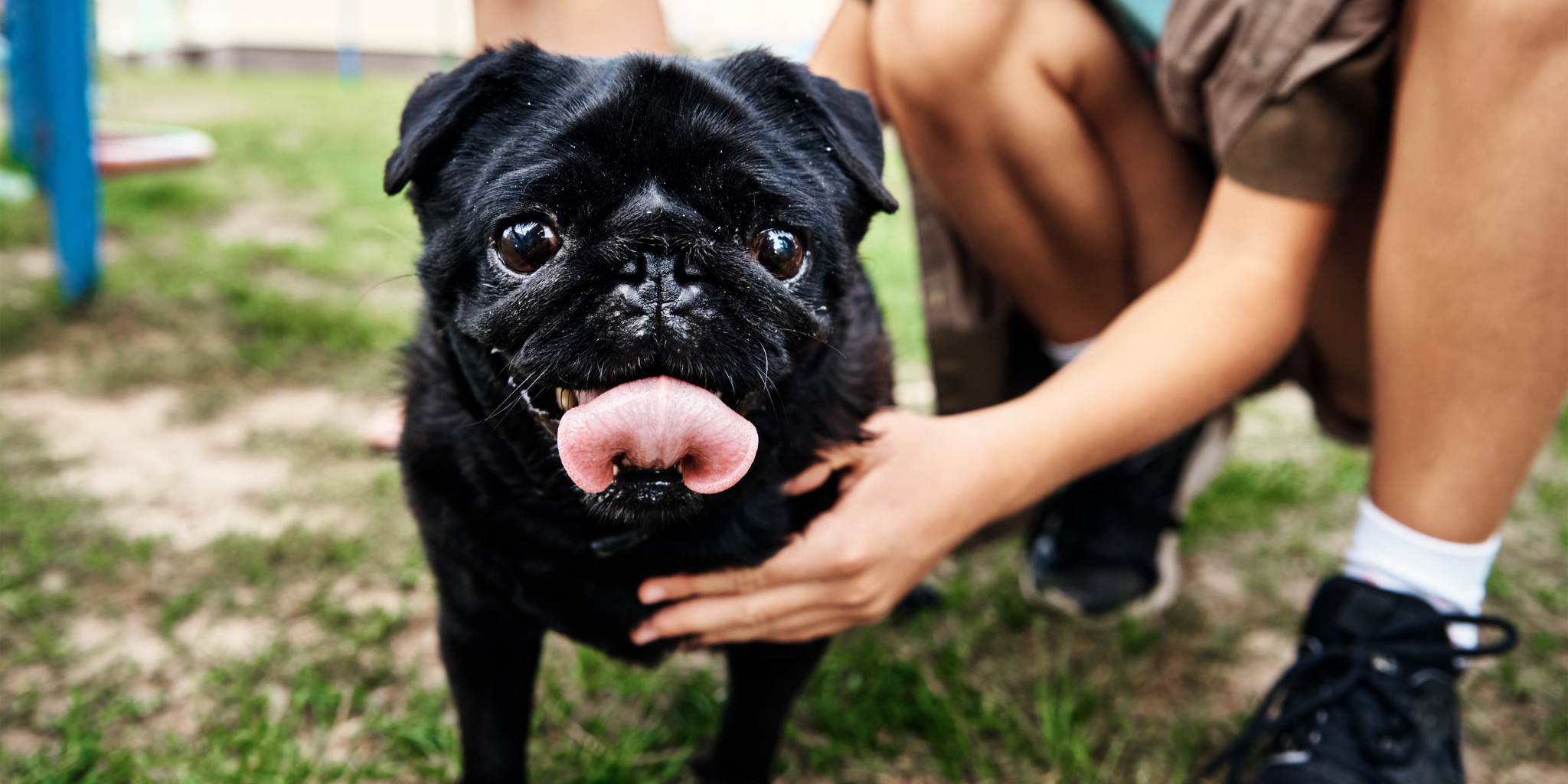 What Causes Itchy Skin in Dogs