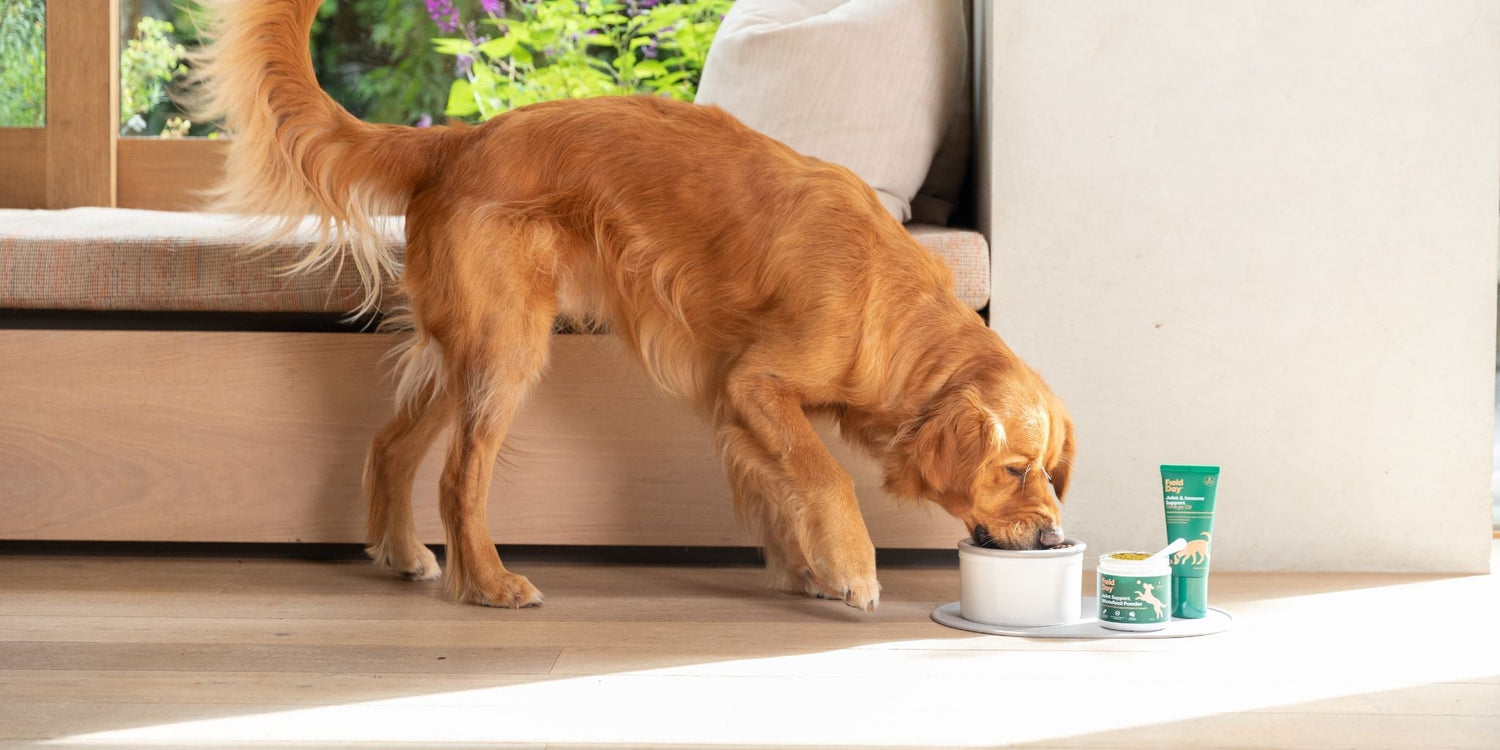 How to keep your dog moving with ease!