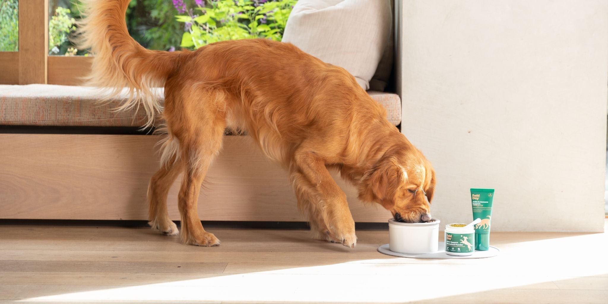 How to keep your dog moving with ease!