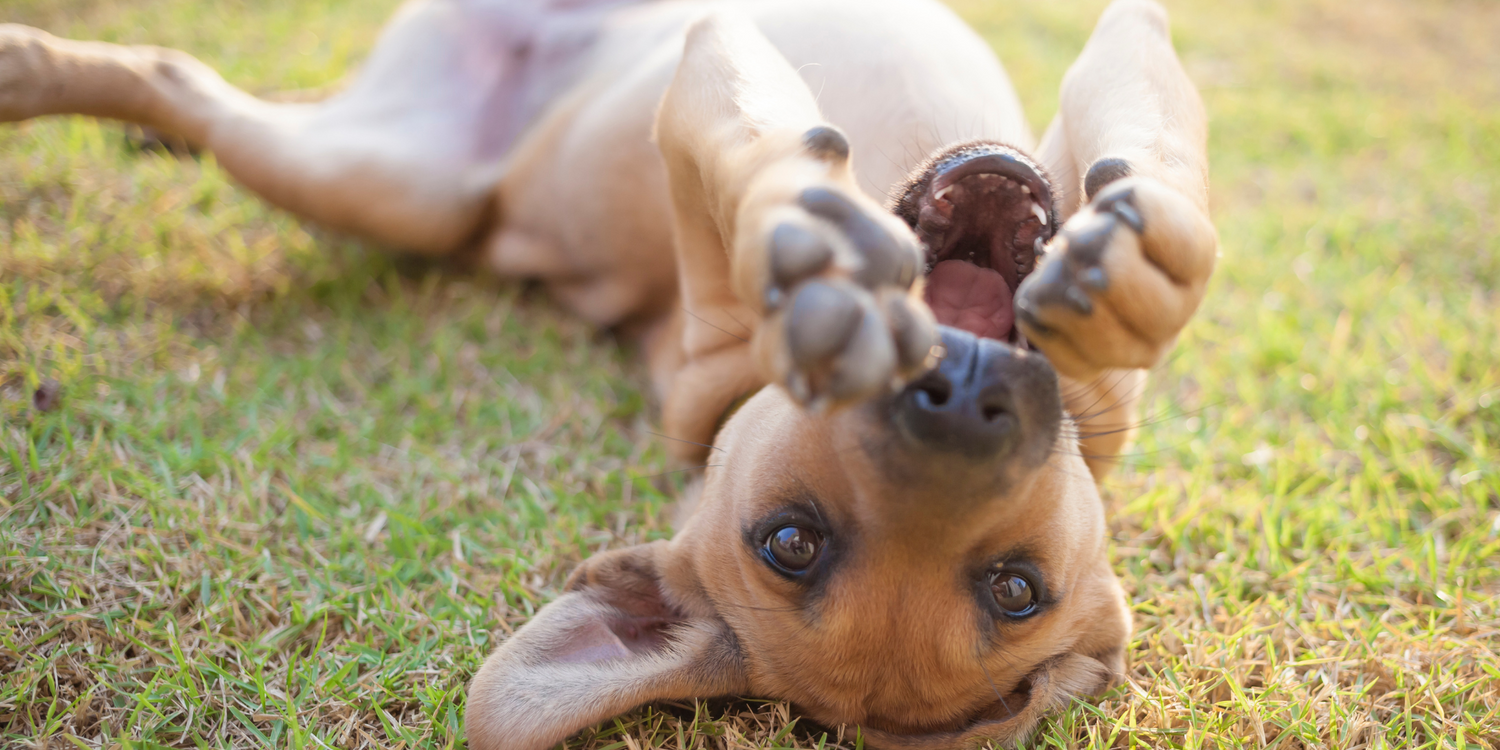 Benefits of Omega Oils For Dogs