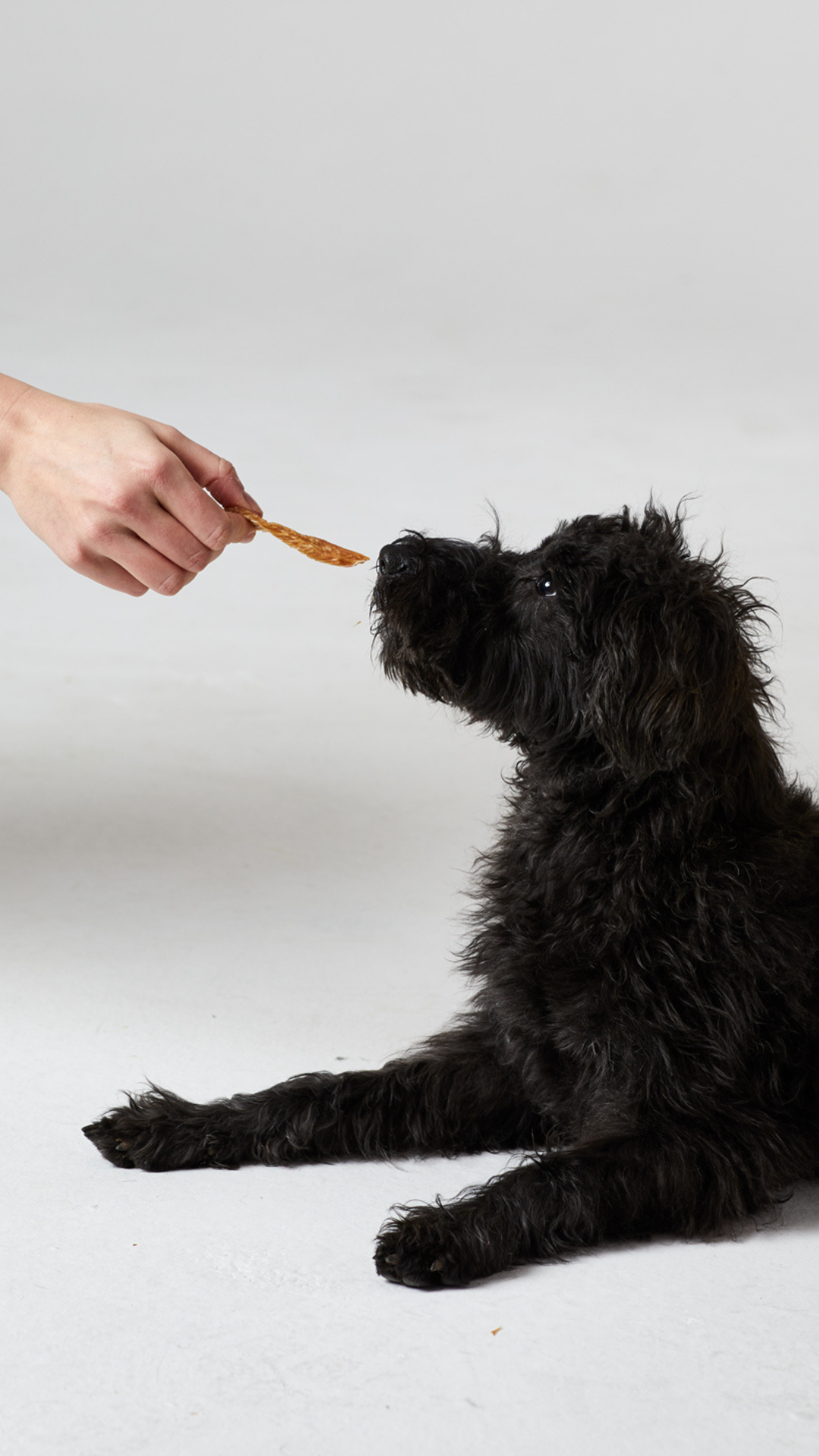 Best things to feed your clearance dog