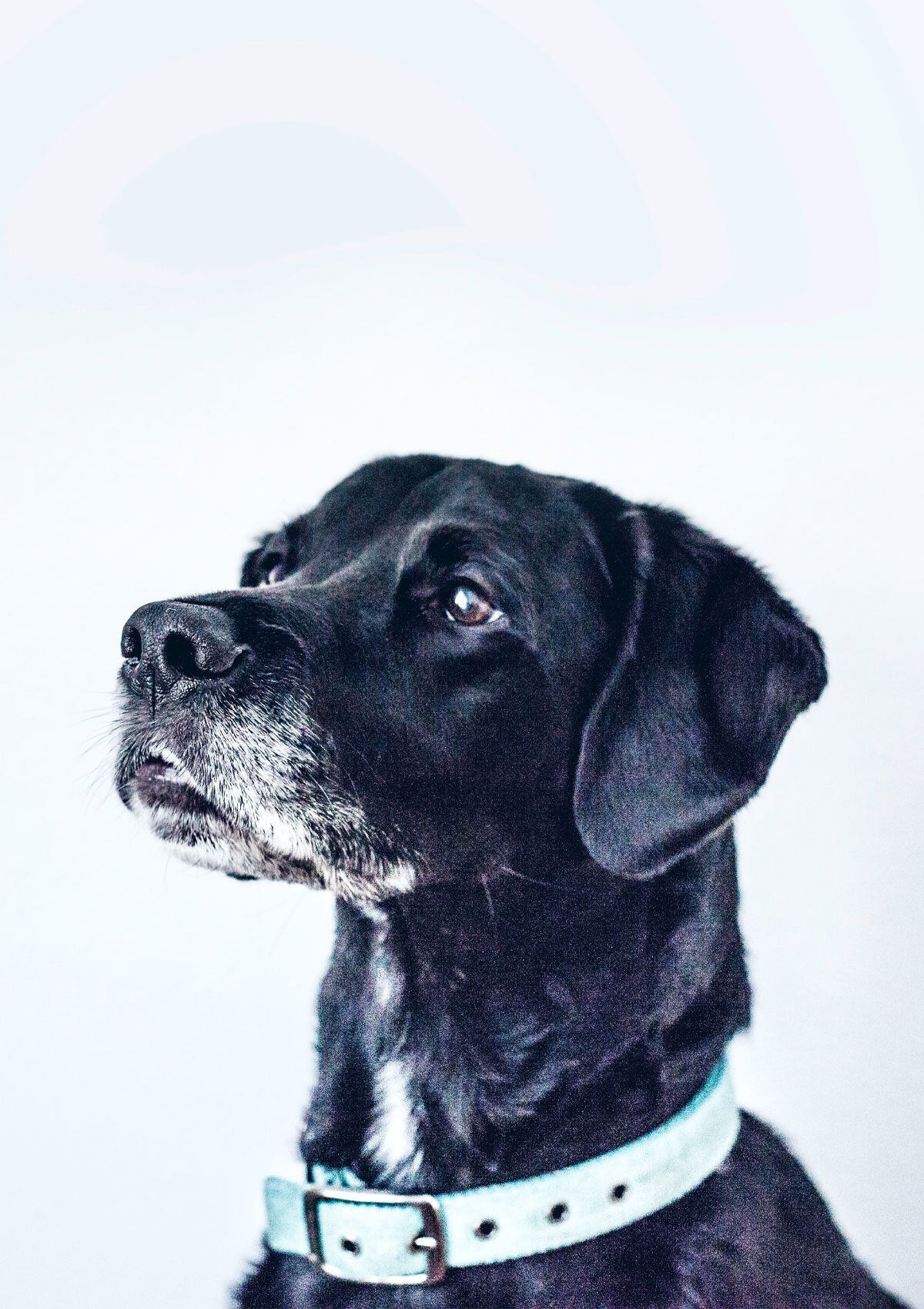 How to help your dog age gracefully
