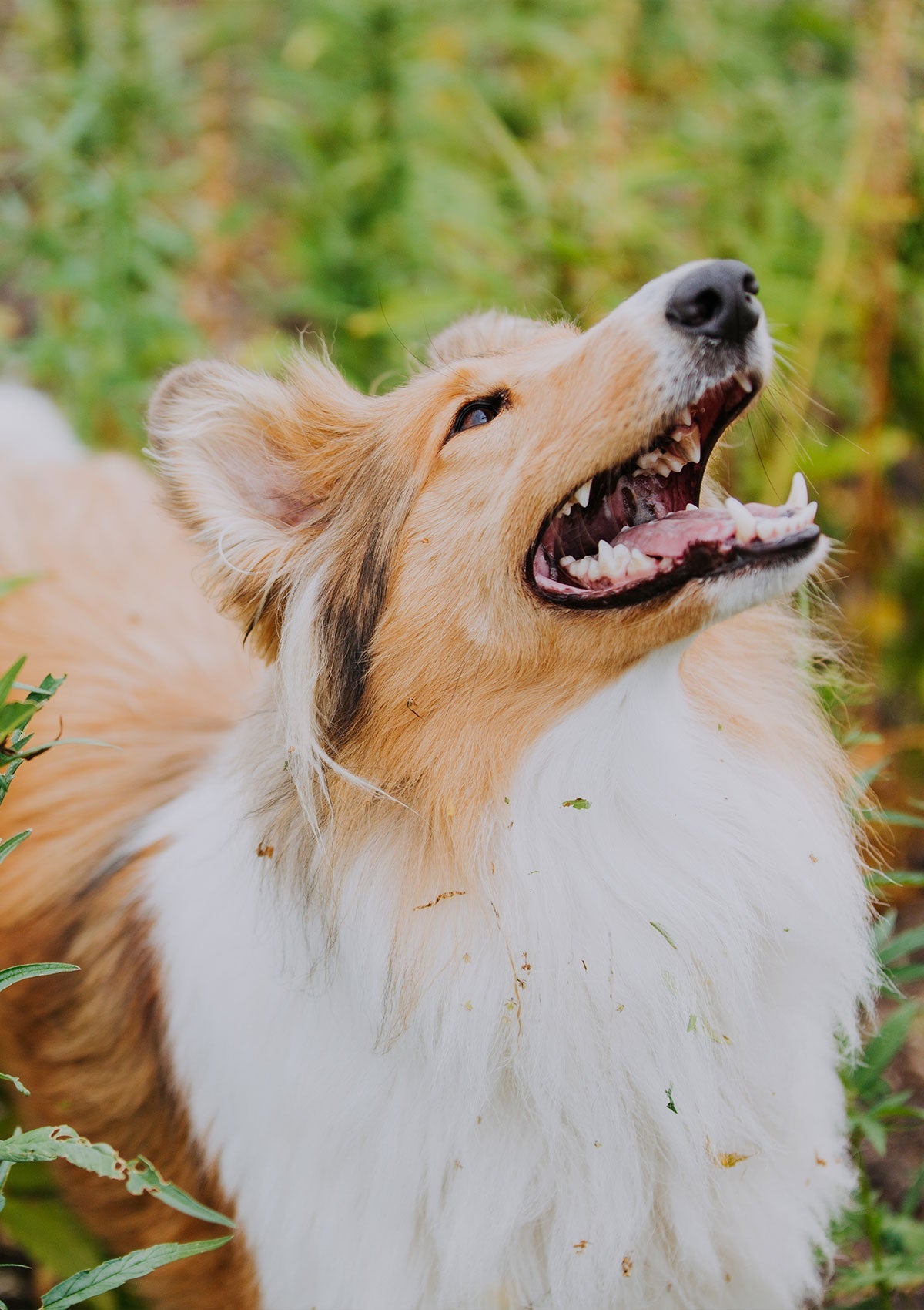 Why Do Dogs Bark?