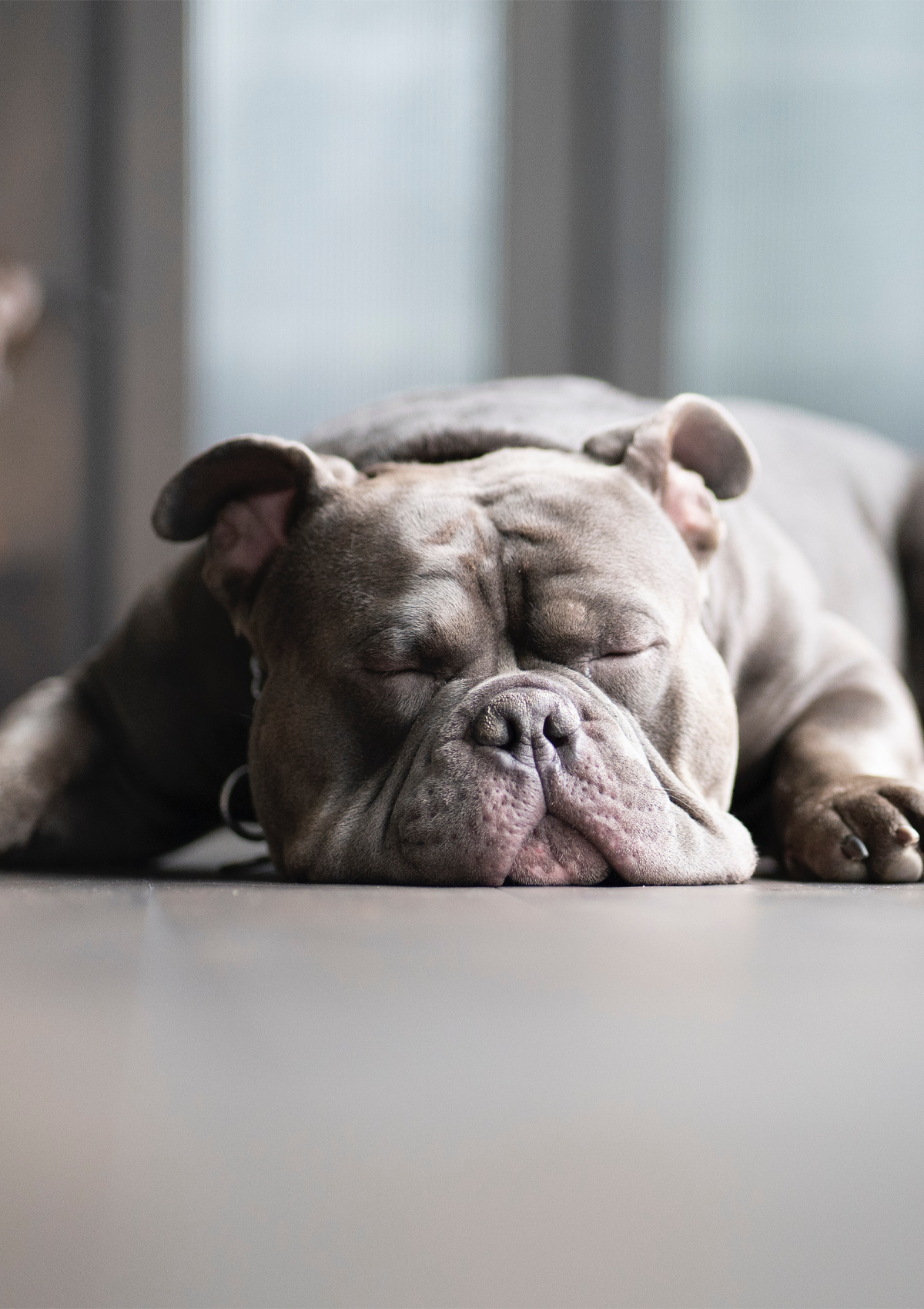 Crate Training Vs Sleeping In Your Bed