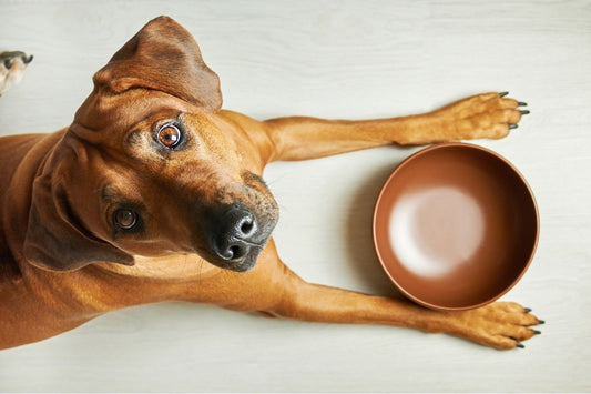 The Benefits of Supplements For Dogs