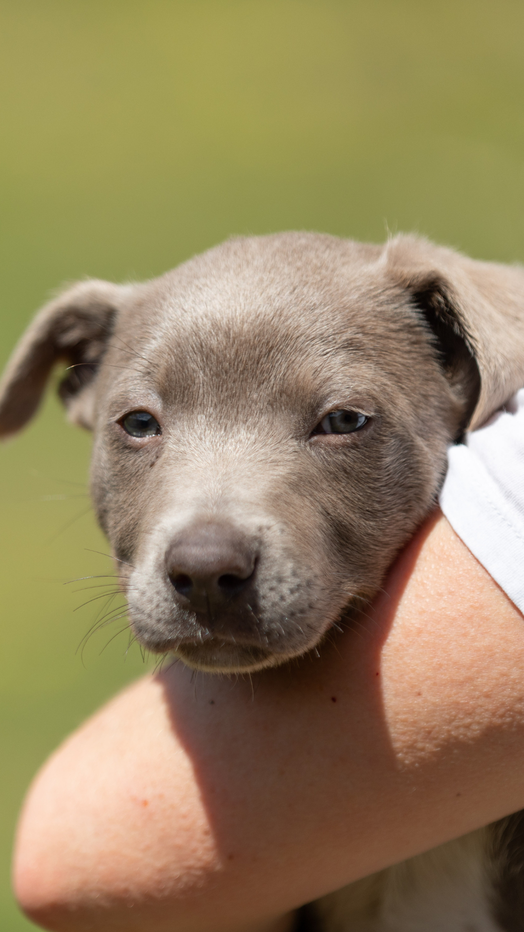5 Things To Consider Before Adopting A Dog