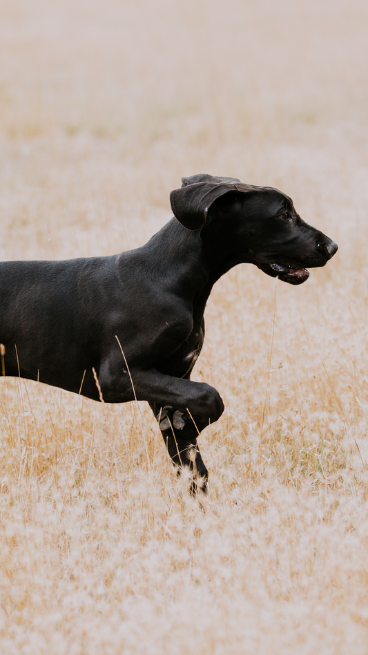 3 Common Signs of Arthritis in Dogs