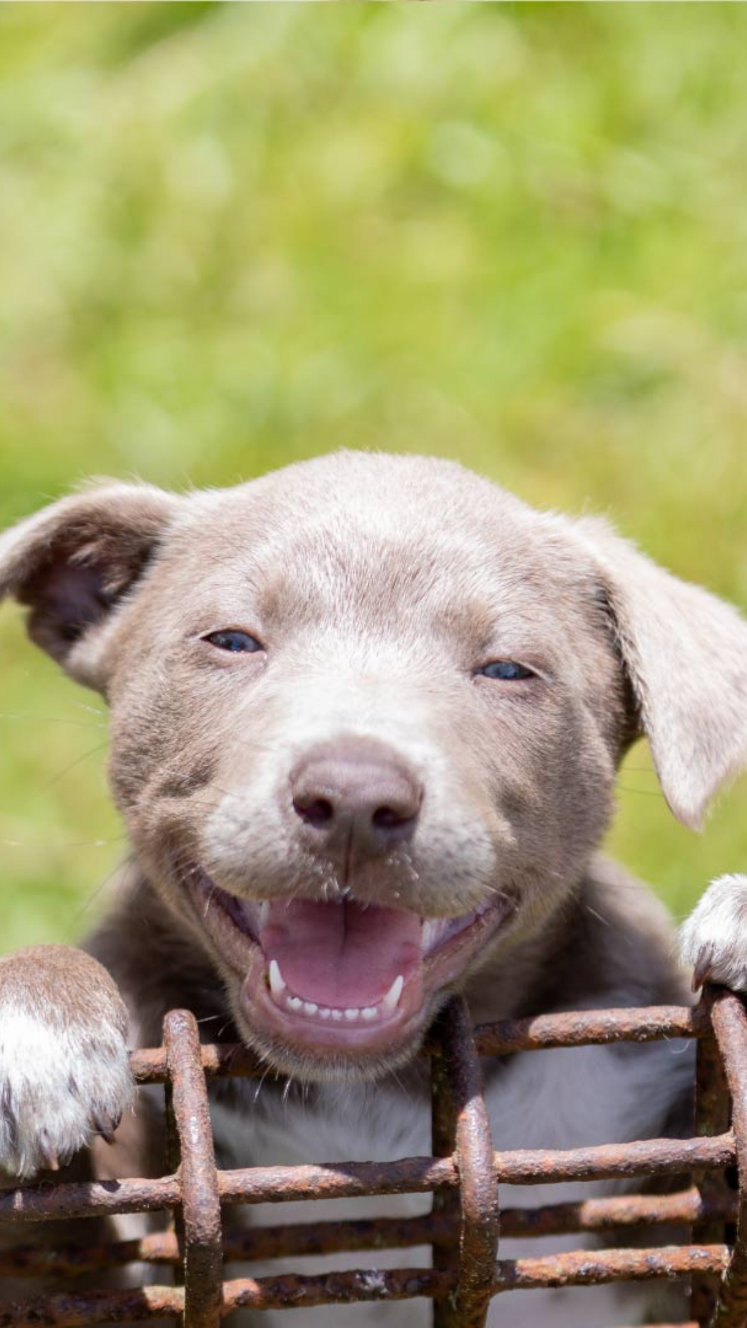 How to keep your pooch entertained this holiday season