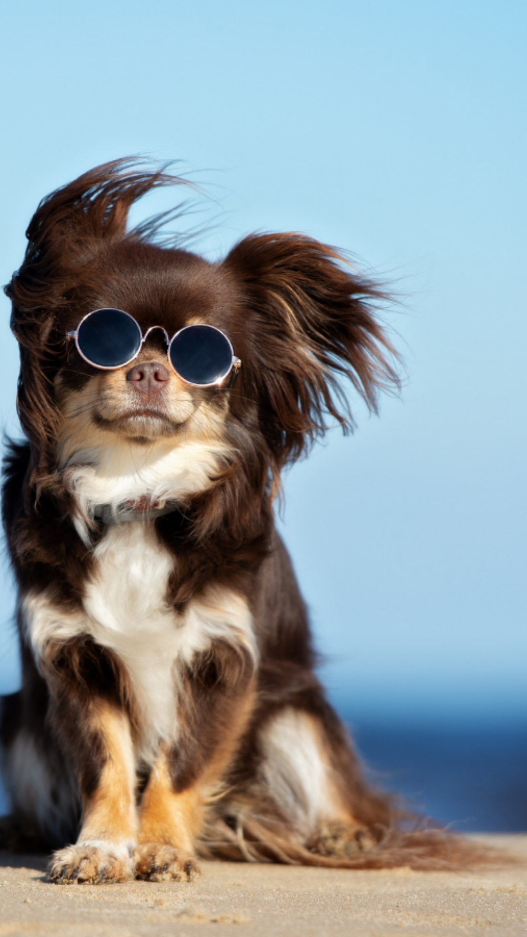 Sun safety tips for dogs