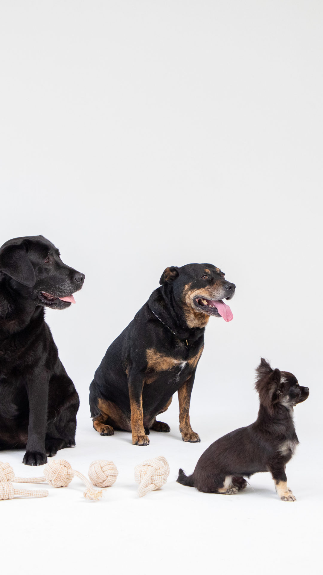 4 Easy Ways To Socialise Your Dog // Field Day