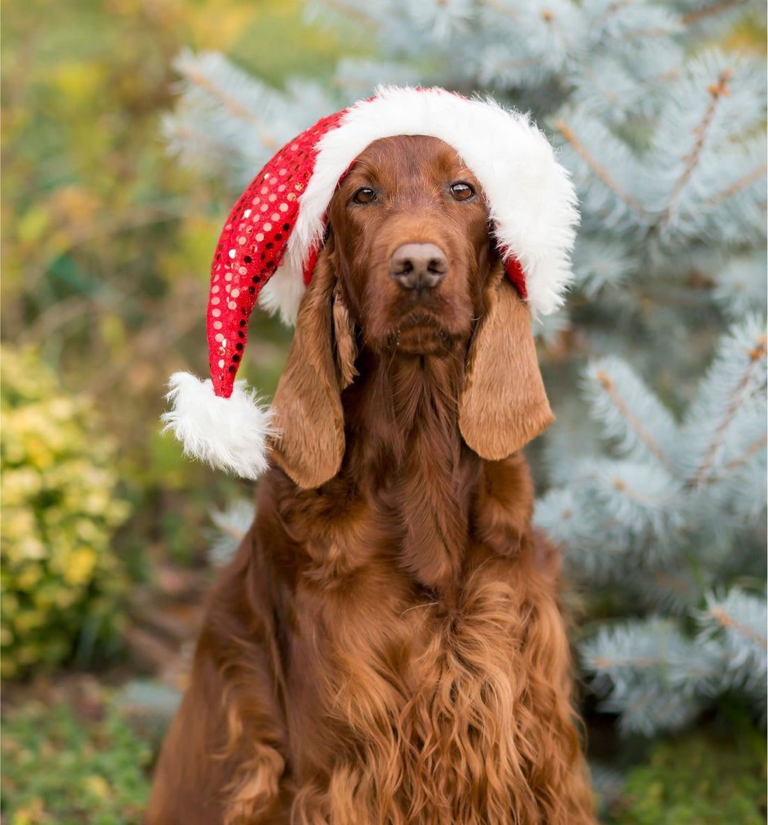 Perfect Gifts For Your Dog This Christmas
