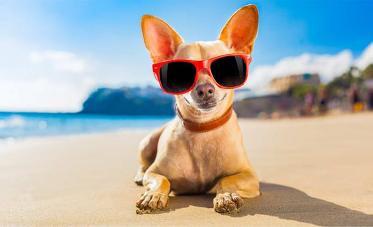 Sun Safety Tips For Your Dog