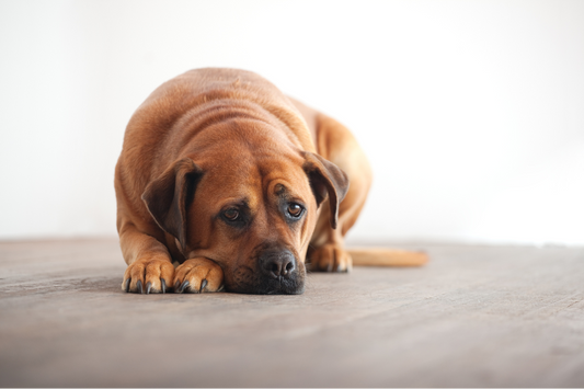 Why Do Some Dogs Become Anxious?