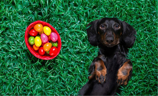 How to Keep your Pup Entertained this Holiday Weekend