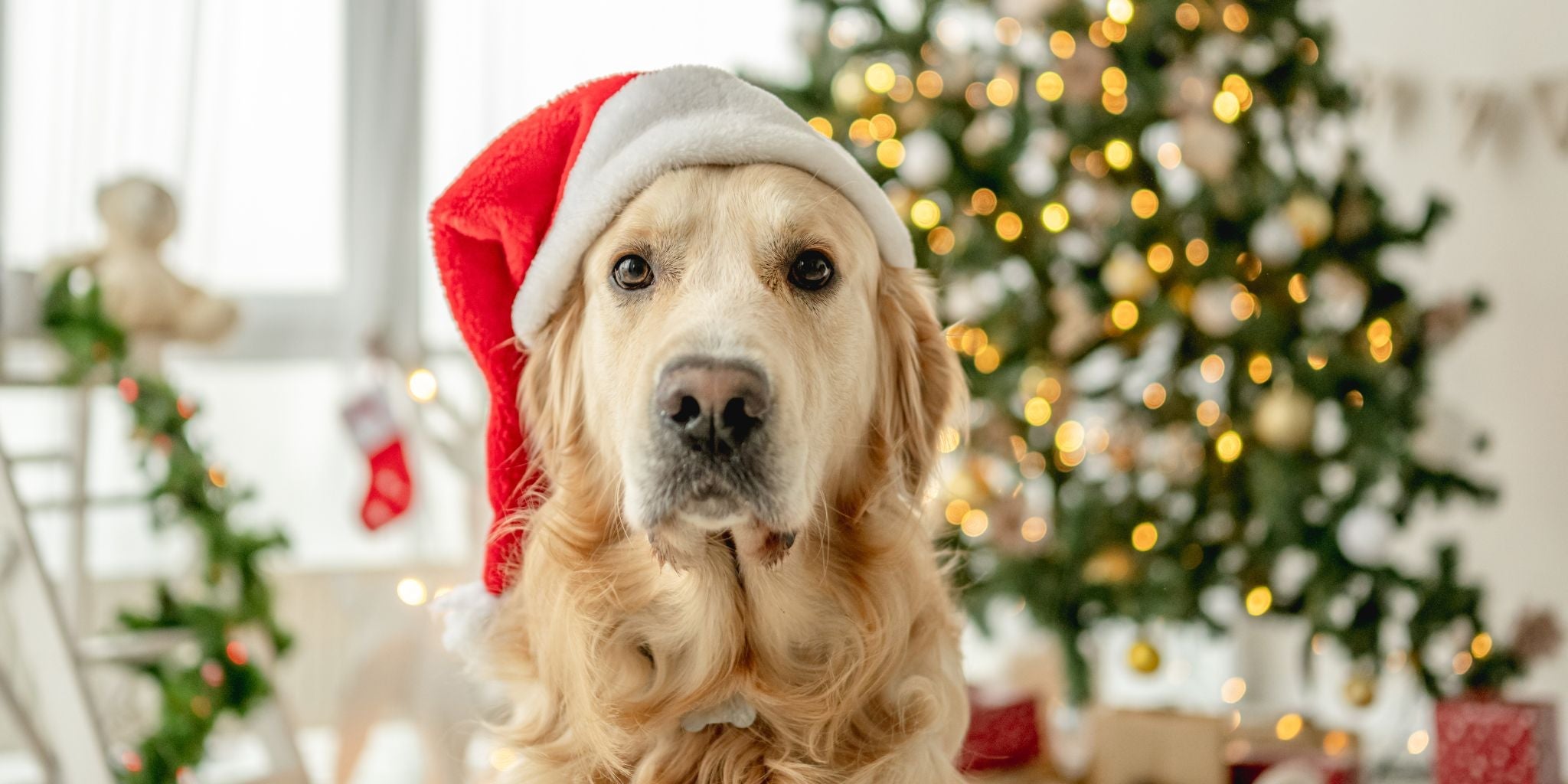 Helping Your Dog Socialise This Festive Season