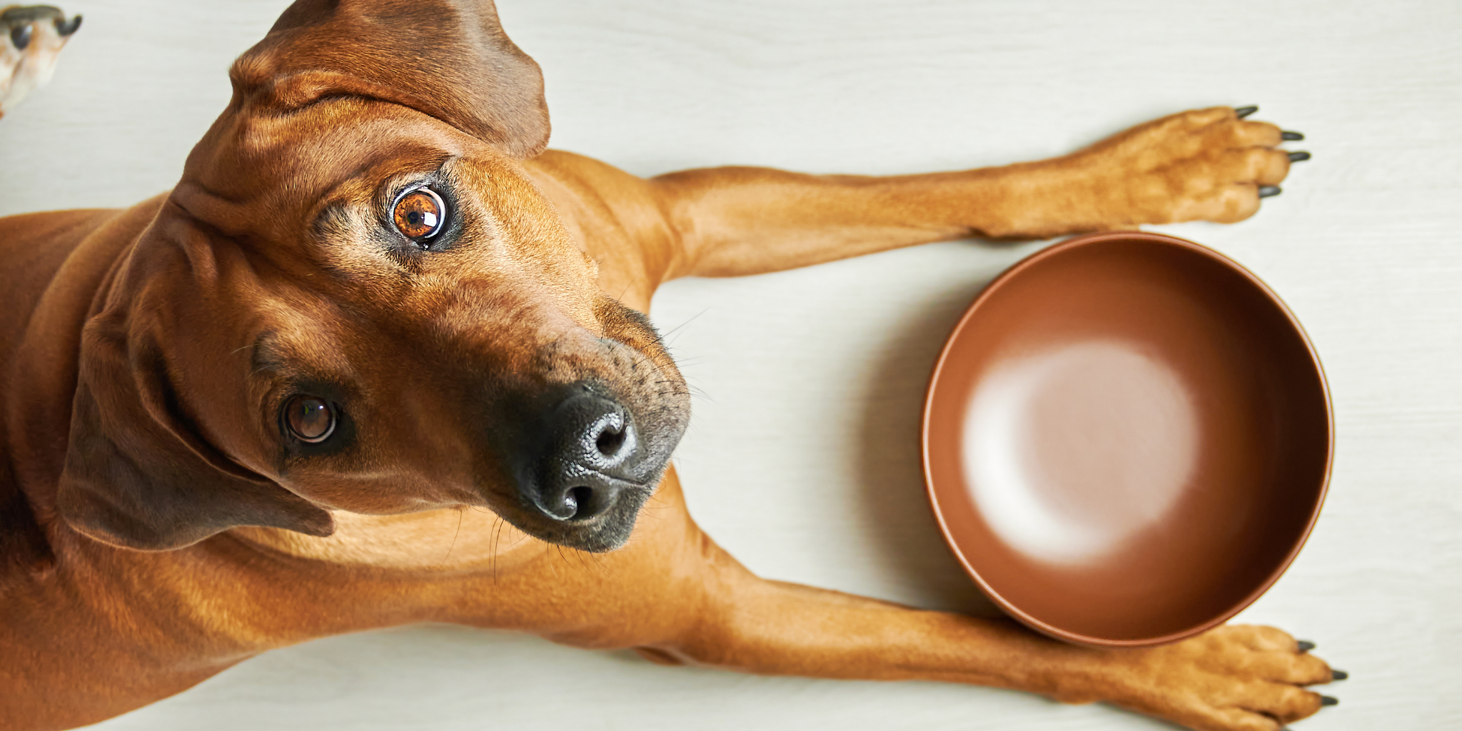 Does Your Dog Suffer from Digestion Issues