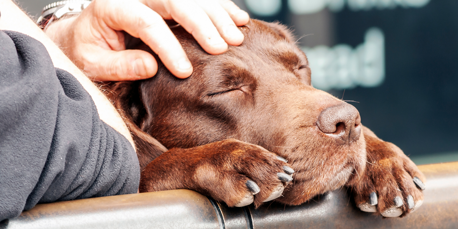 Why Your Dog’s Anxiety Isn’t Just a Phase — and What You Can Do About It⁠