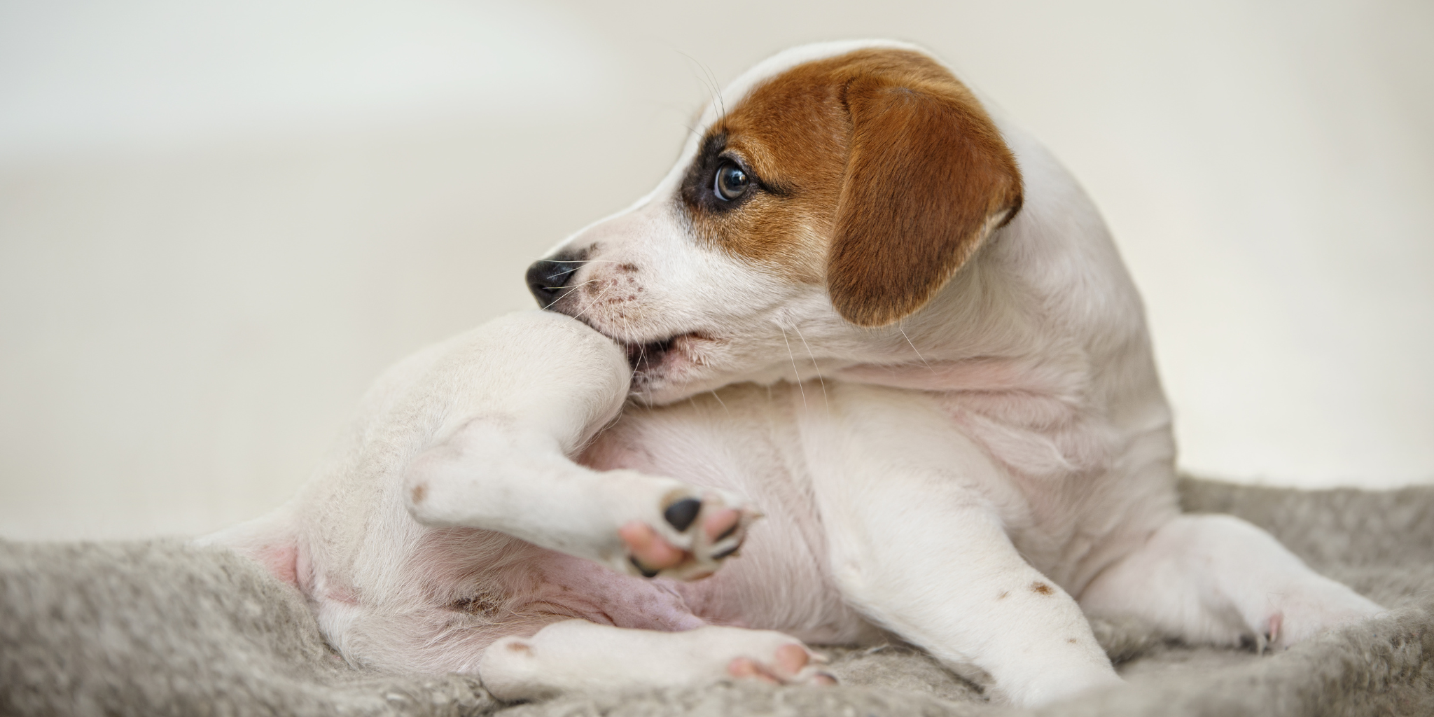 Ask the Field Day Vet: Hot spots in dogs. Causes, Prevention, and Treatment