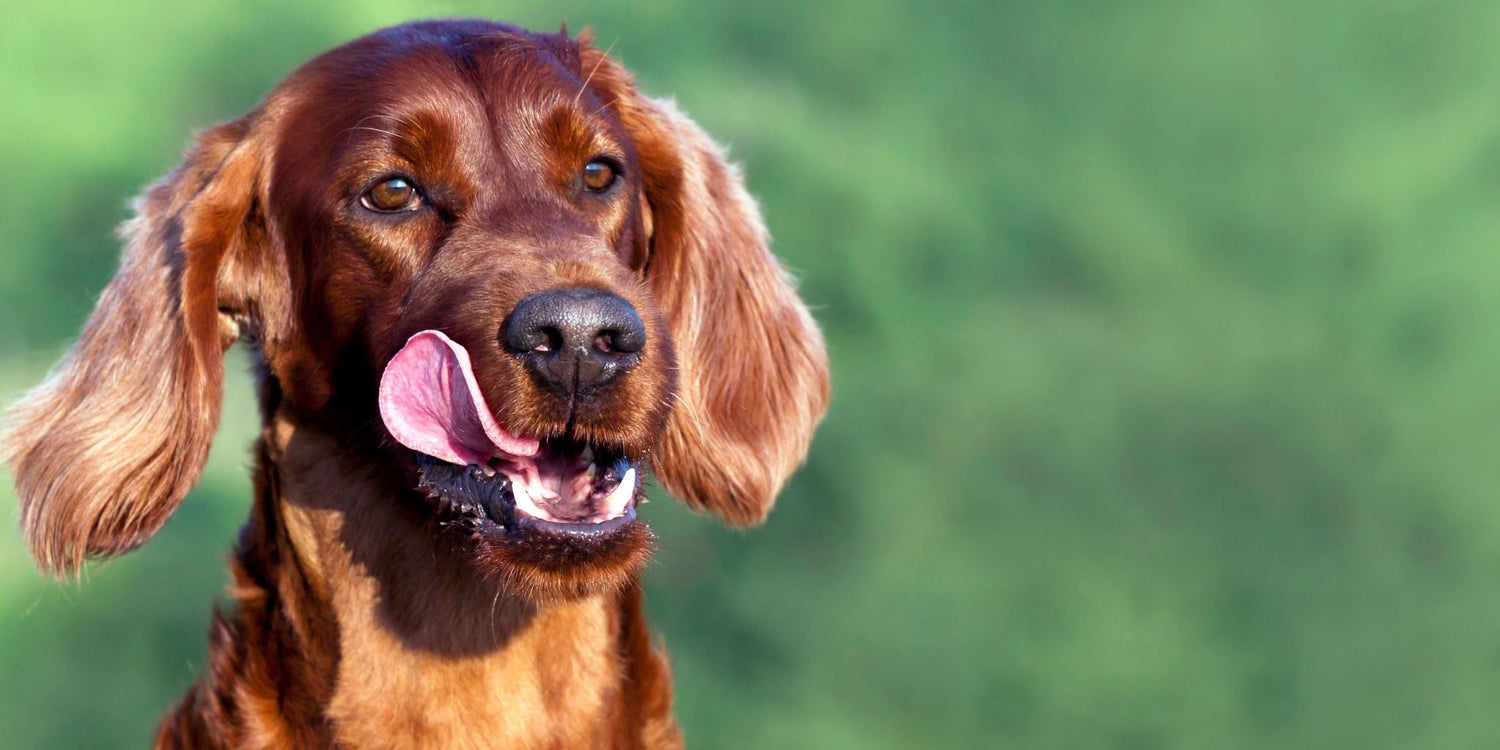 Managing your dog's wellbeing in the summer heat