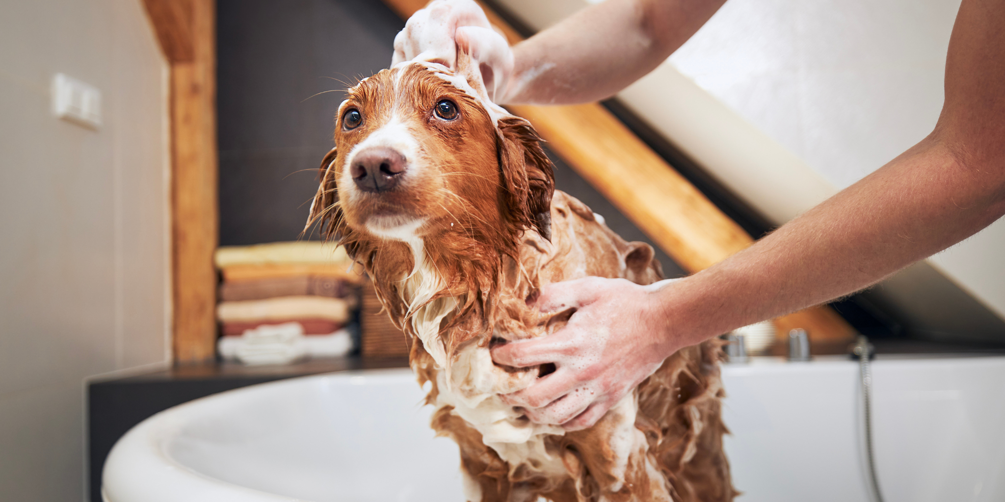 Your Guide to Grooming Your Pup at Home