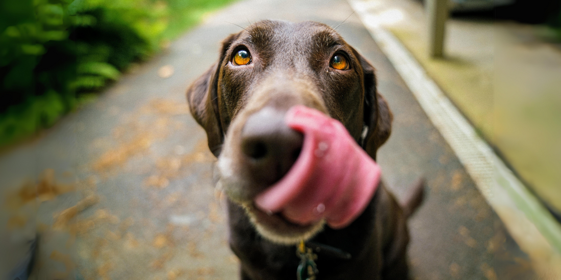 Nutritious Foods to Keep Your Dog Healthy and Happy