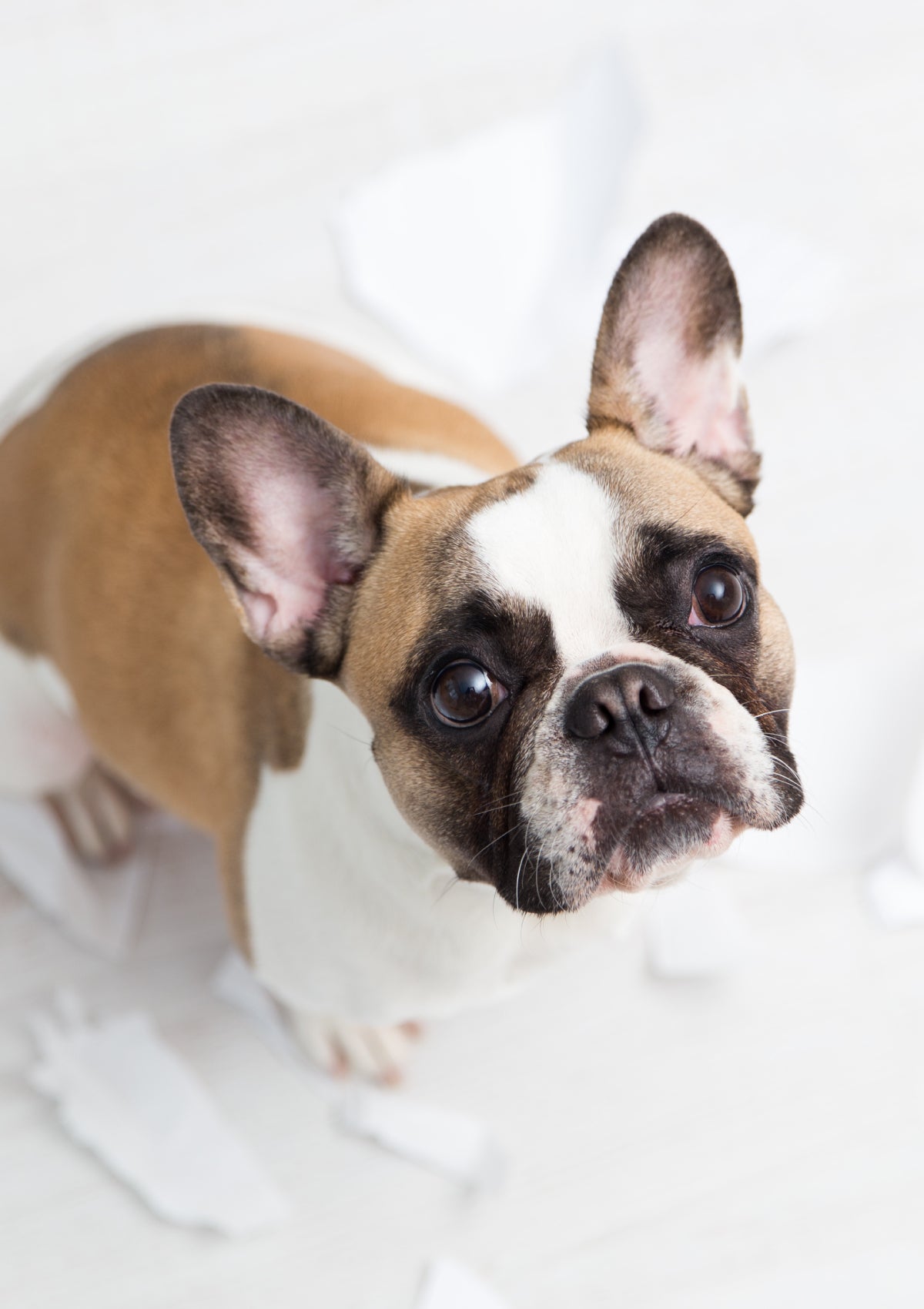 Dog ate cheap rubber mat