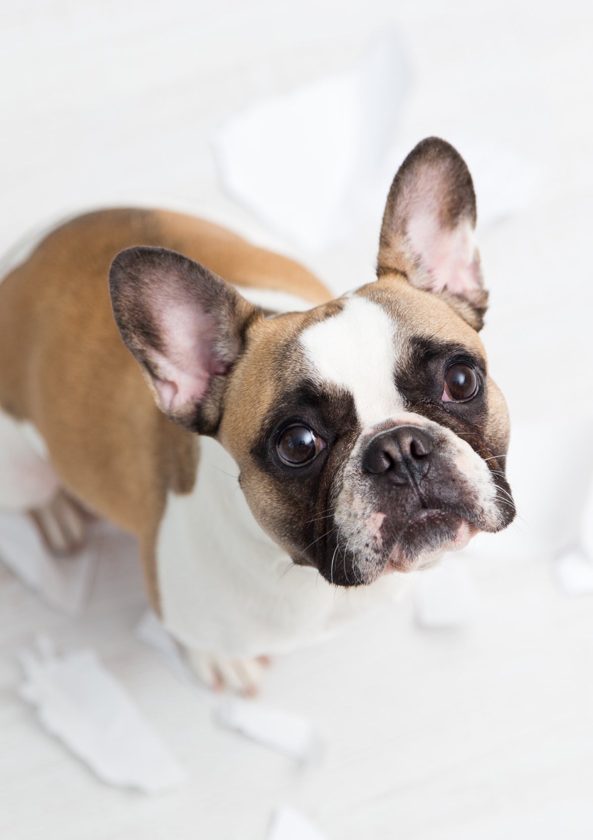 Ask The Field Day Vet: What to do if your dog eats something they aren’t supposed to