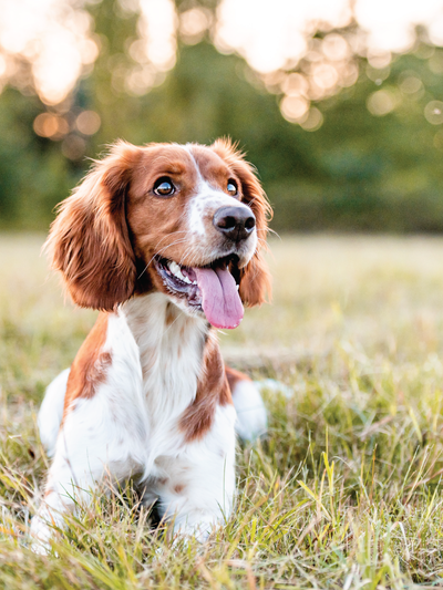 The Incredible Benefits of Omega Oils for Dogs