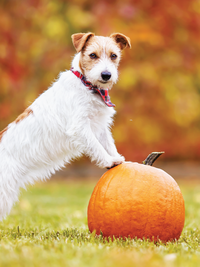 Pawsitively Healthy: The Benefits of Pumpkin for Dogs