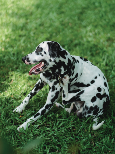 Does Your Dog Have Dry Skin? Tips for Identification and Care