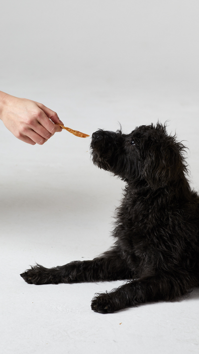 Best Things To Feed Your Puppy