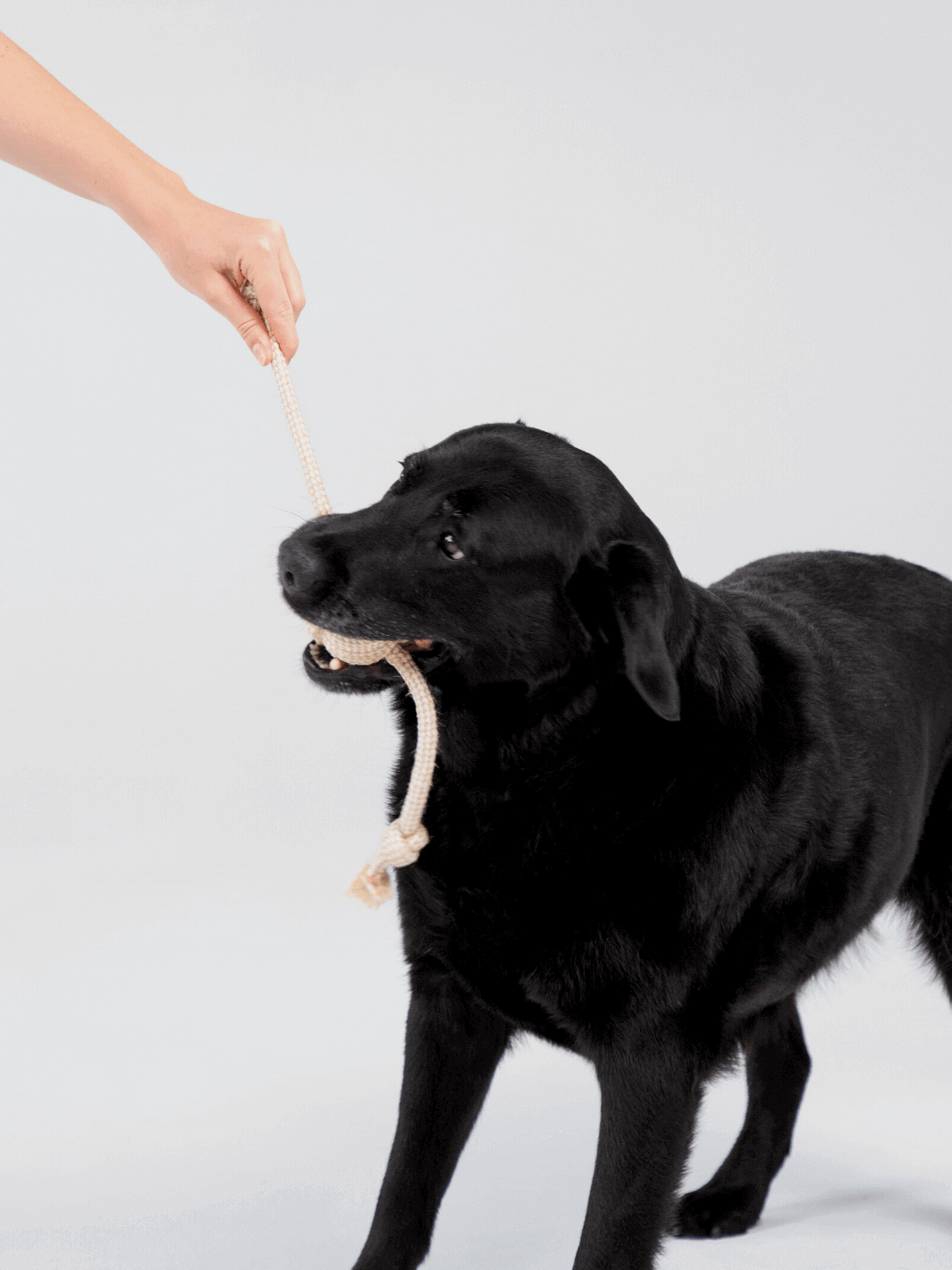 Hemp Rope Toy - Tug Of War